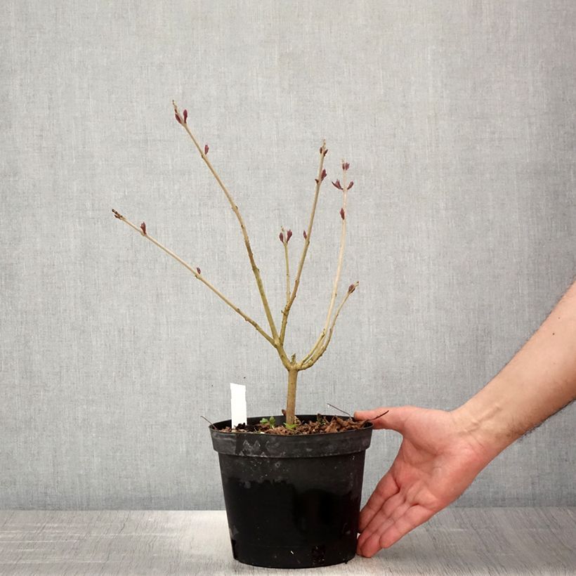 Clerodendrum trichotomum Fargesii sample as delivered in spring