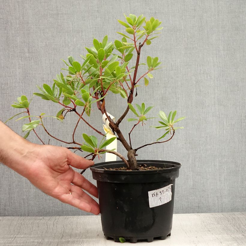 Arbutus unedo - Strawberry tree 2L/3L pot sample as delivered in summer