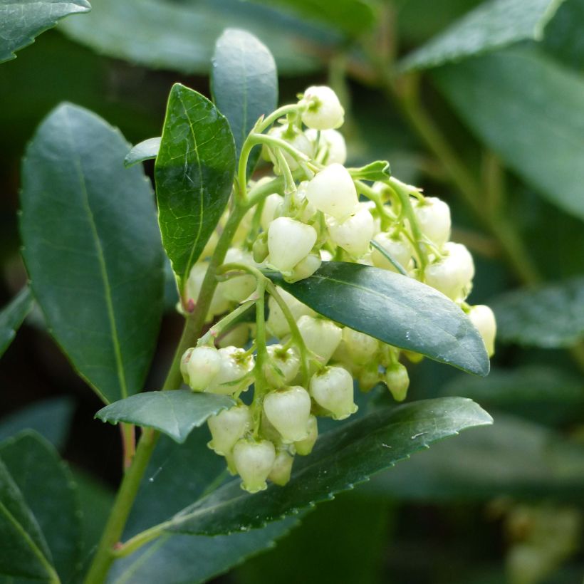 Arbutus unedo Compacta - Strawberry tree (Flowering)