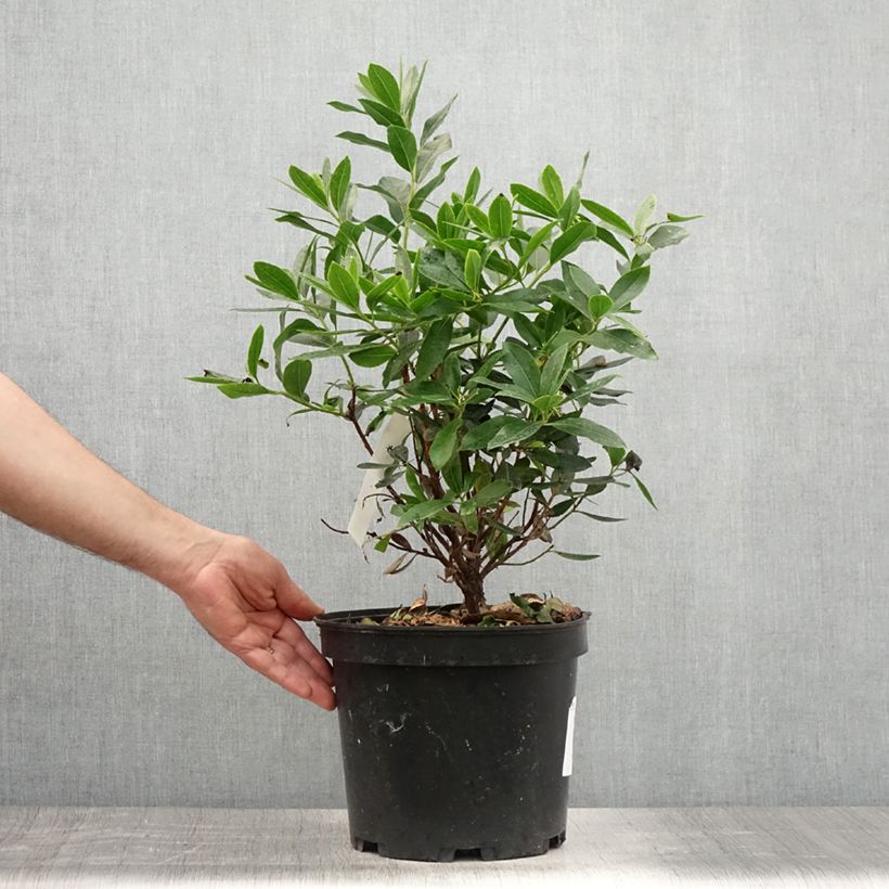 Arbutus unedo Compacta - Strawberry tree 7.5L/10L pot sample as delivered in summer