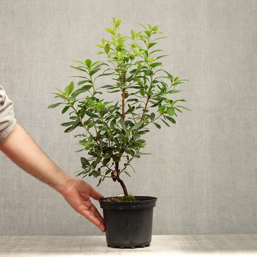 Arbutus unedo Compacta - Strawberry tree 2L/3L pot sample as delivered in summer