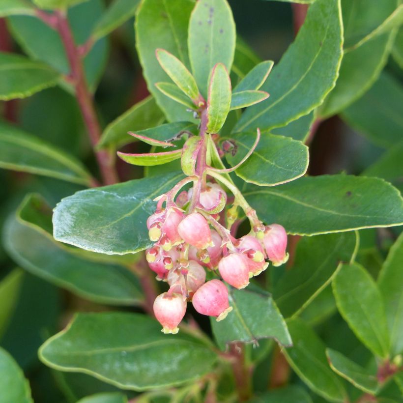 Arbutus unedo Roselily - Strawberry Tree (Flowering)