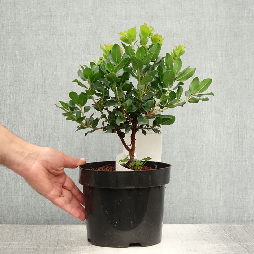Arbutus unedo Rubra - Strawberry Tree 3L/4L pot sample as delivered in summer