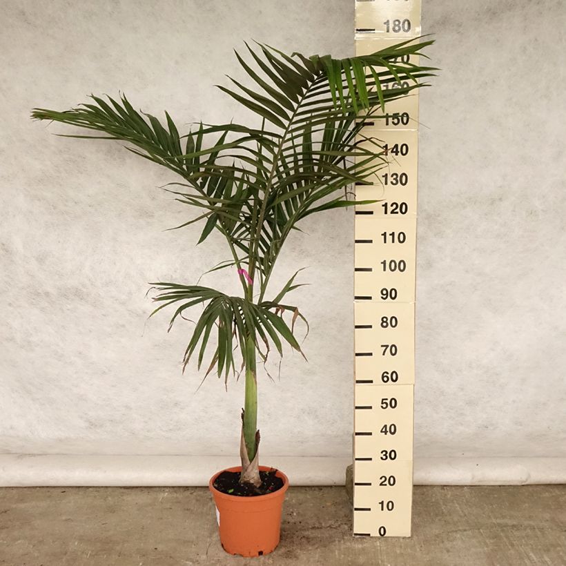 Archontophoenix alexandrae - Alexandra Palm 7.5L/10L pot sample as delivered in summer