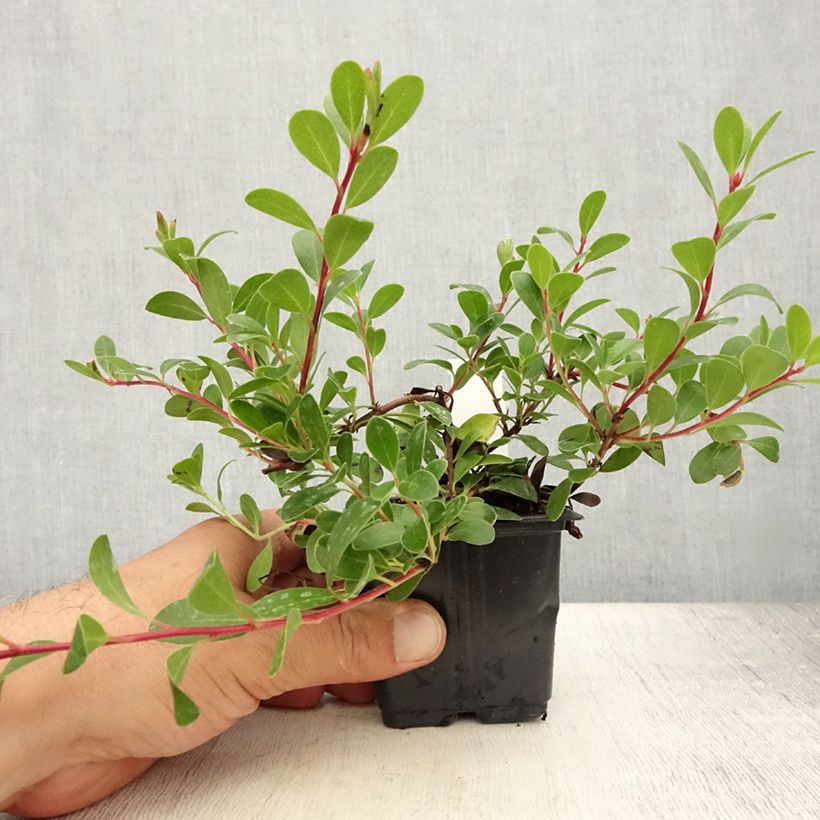 Arctostaphylos uva-ursi - Bearberry 8/9 cm pot sample as delivered in summer