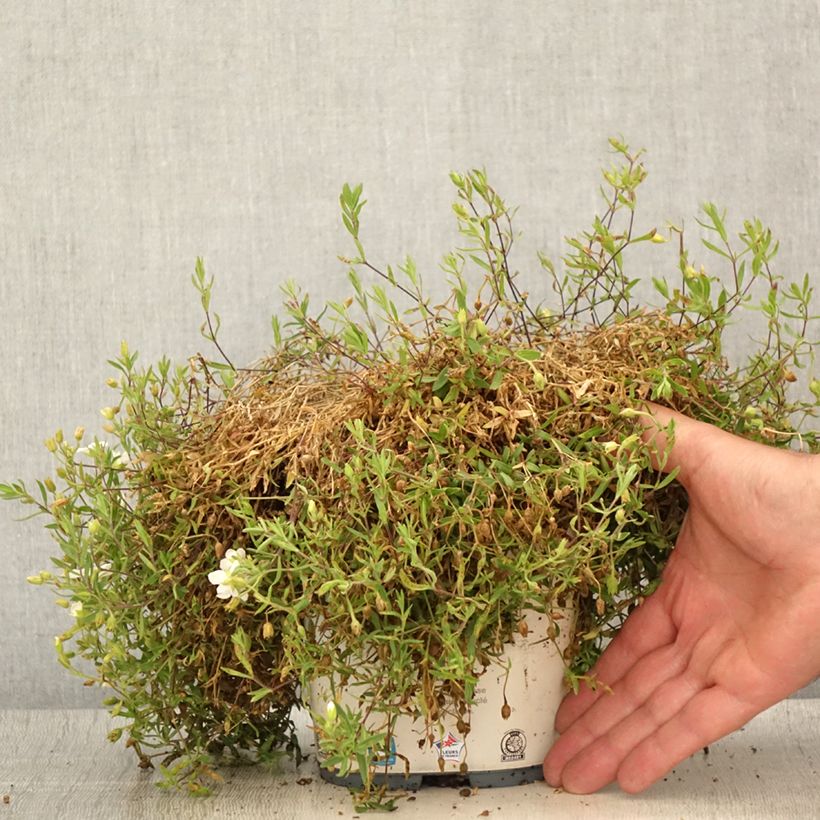 Arenaria montana 2L/3L pot sample as delivered in summer