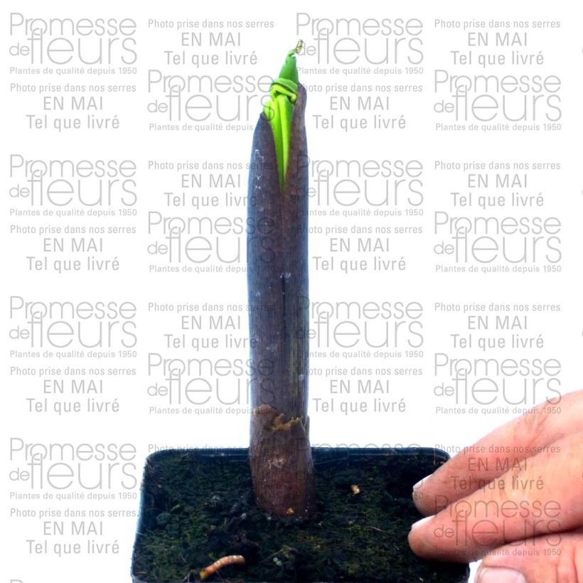 Example of Arisaema ciliatum 2L/3L pot specimen as delivered