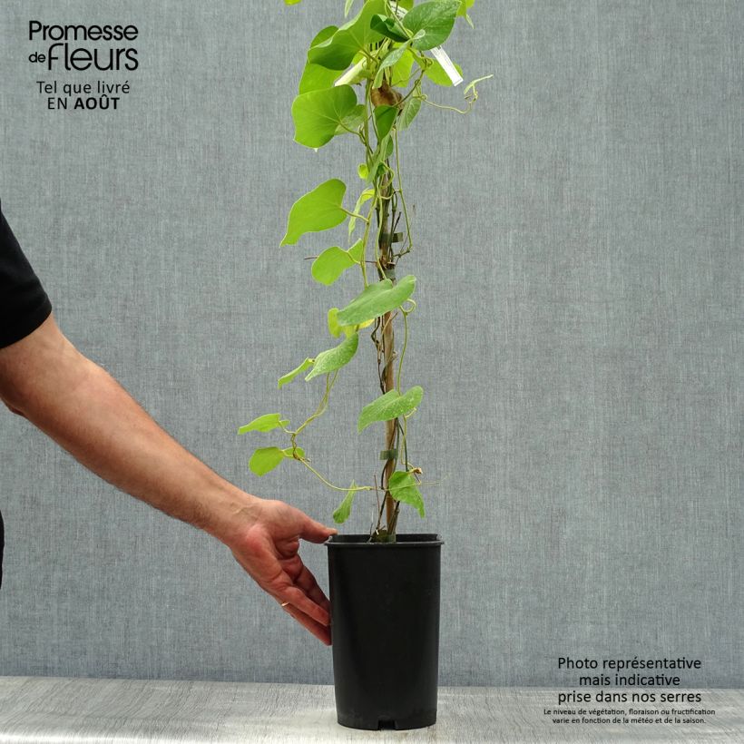 Aristolochia macrophylla  3L/4L pot sample as delivered in summer