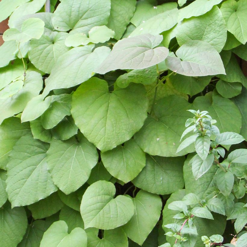 Aristolochia macrophylla  (Foliage)