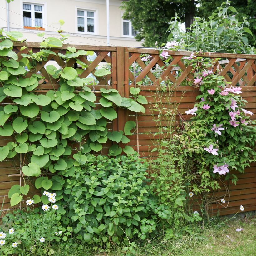 Aristolochia macrophylla  (Plant habit)