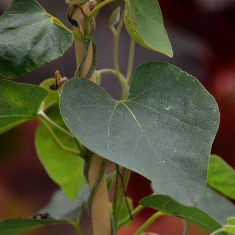 Aristolochia durior (Foliage)