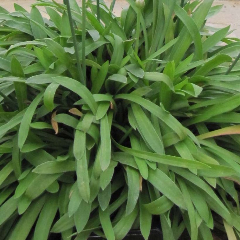 Armeria pseudarmeria Ballerina Lilac - Sea Thrift (Foliage)