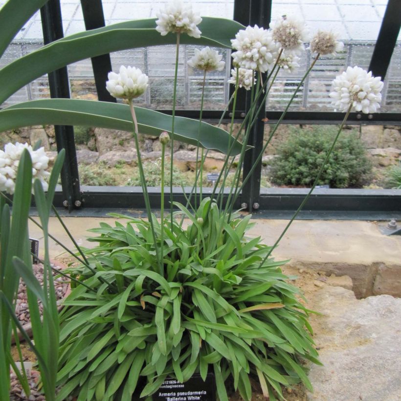 Armeria pseudarmeria Ballerina White - Sea Thrift (Plant habit)