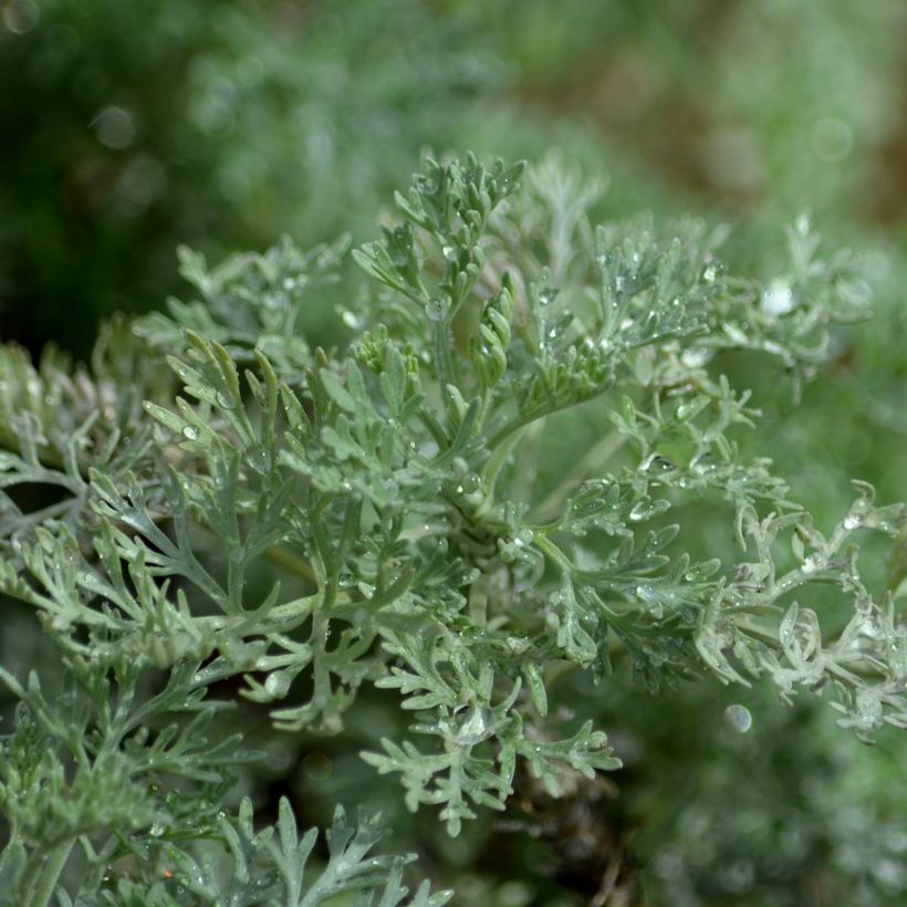 Artemisia arborescens Powis Castle (Foliage)