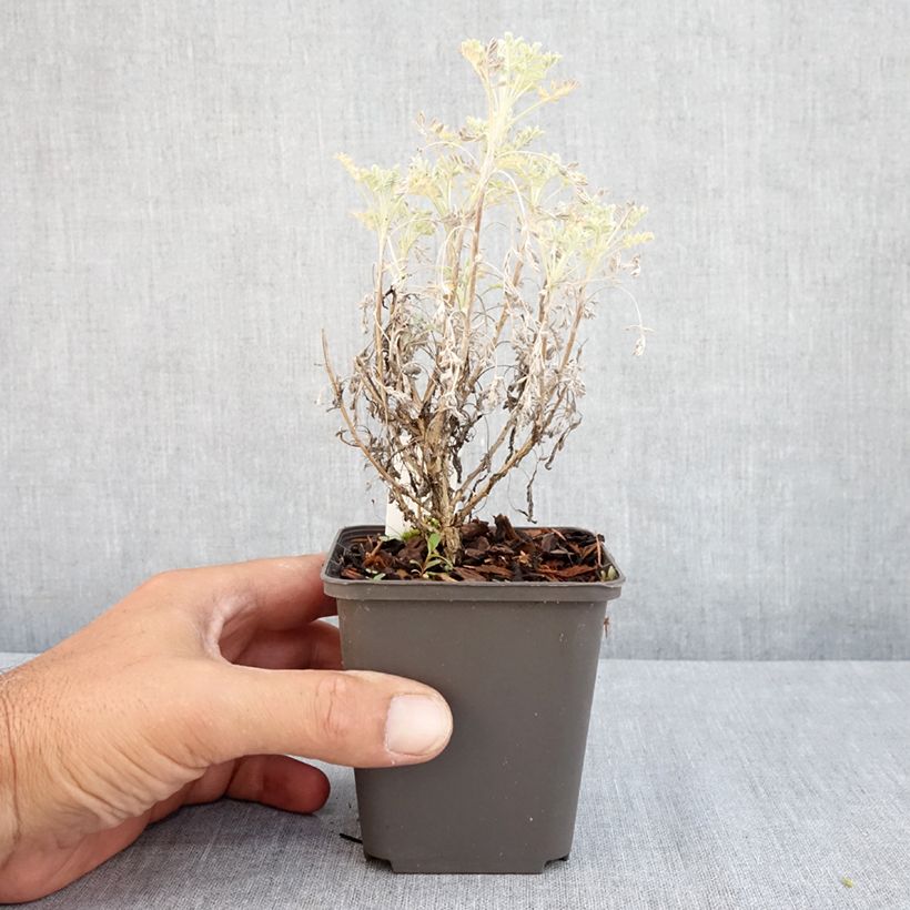 Artemisia arborescens Little Mice 8/9 cm pot sample as delivered in summer