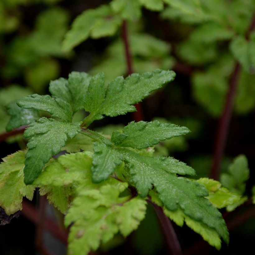 Artemisia lactiflora Guizhou (Foliage)