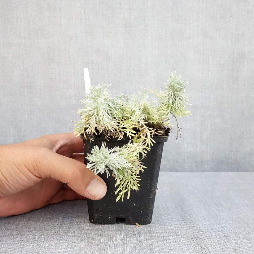 Artemisia schmidtiana Nana 8/9 cm pot sample as delivered in summer