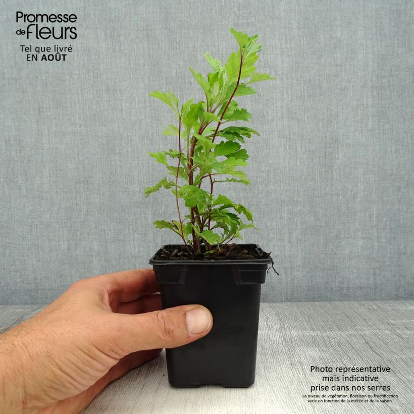 Organic Mugwort - Artemisia vulgaris 7/8 cm pot sample as delivered in summer