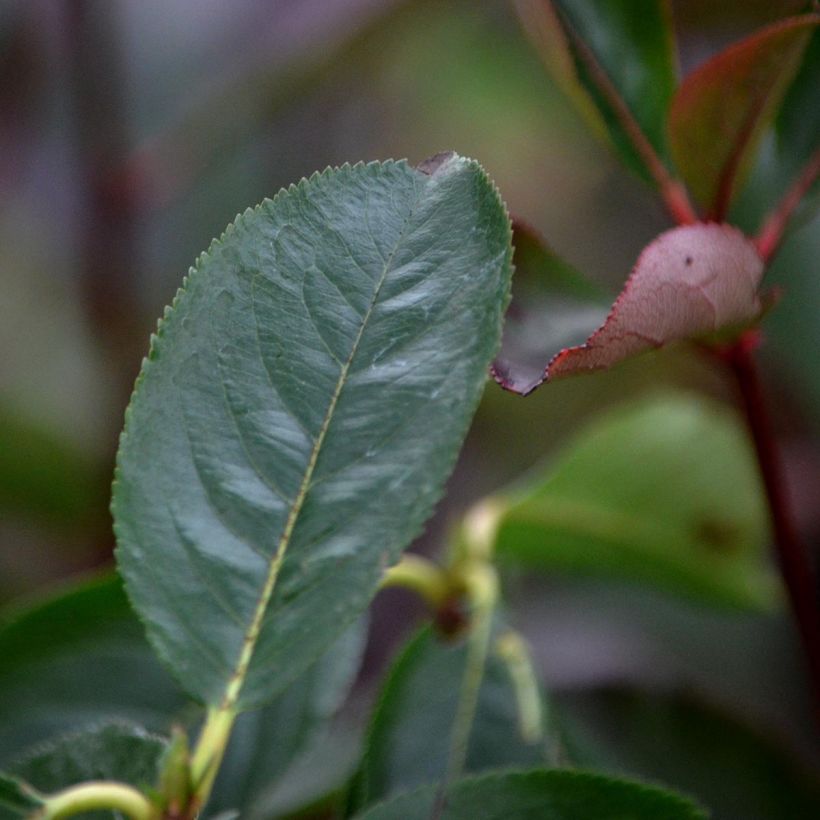 Aronia arbutifolia Brilliant (Foliage)