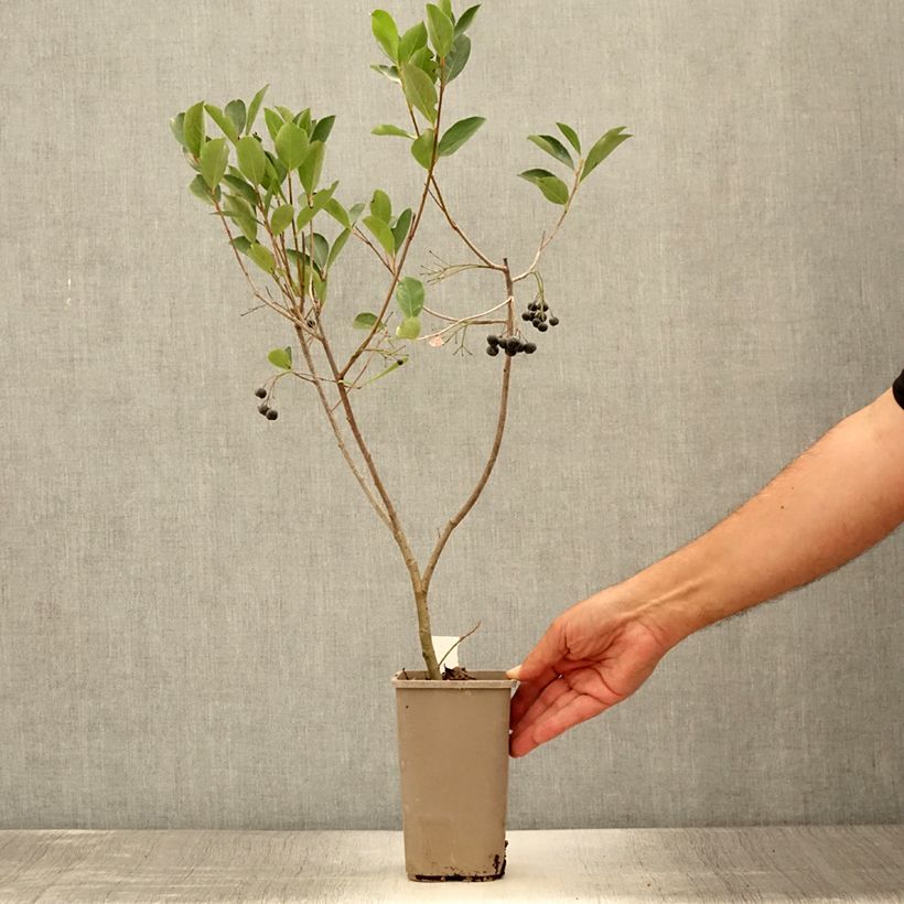 Aronia prunifolia Lowberry Little Helpers 1.5L/2L pot sample as delivered in summer