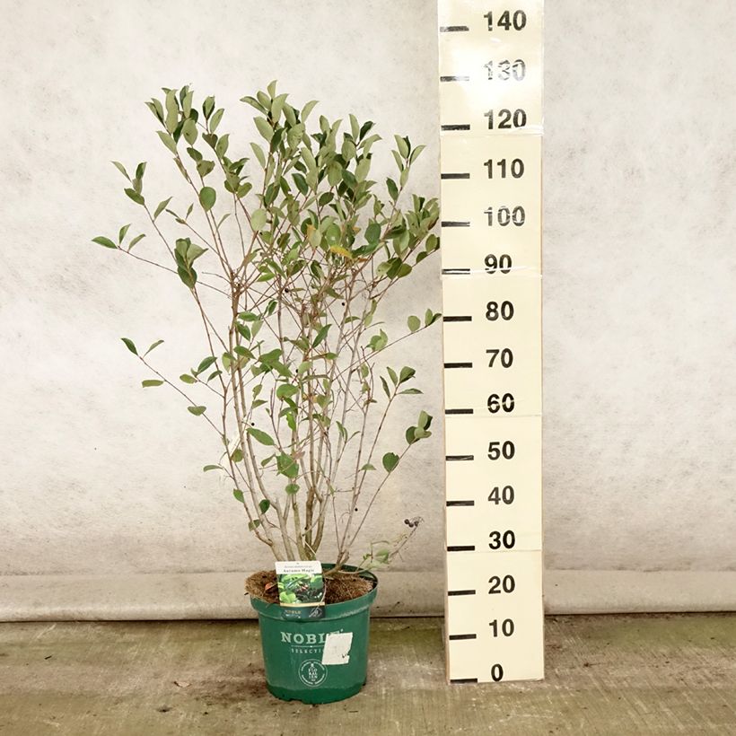 Aronia melanocarpa Autumn Magic 7.5L/10L pot sample as delivered in summer