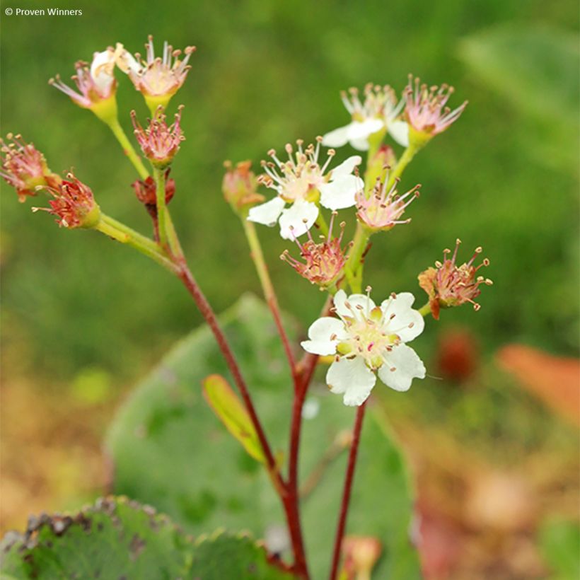 Aronia melanocarpa Revontuli Hedger (Flowering)