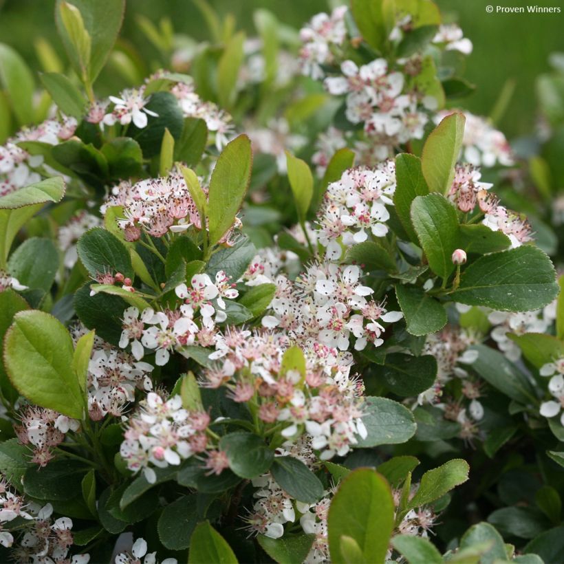 Aronia melanocarpa Revontuli Mound (Flowering)