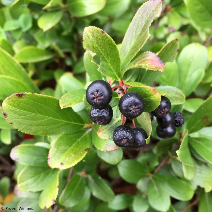 Aronia melanocarpa Revontuli Mound (Harvest)