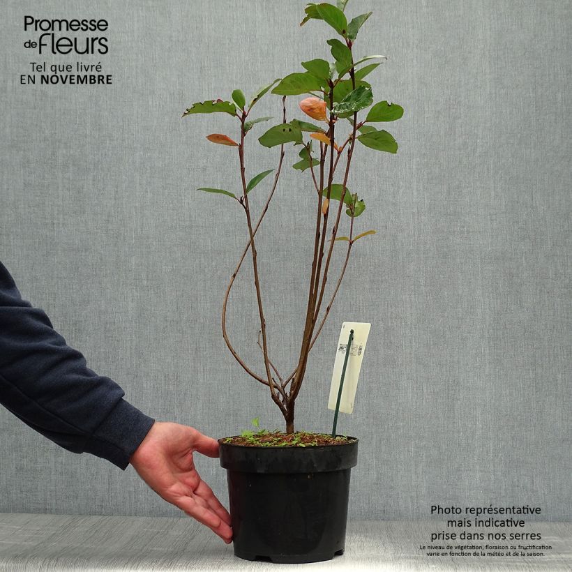 Aronia prunifolia Aron 2L/3L pot sample as delivered in autumn