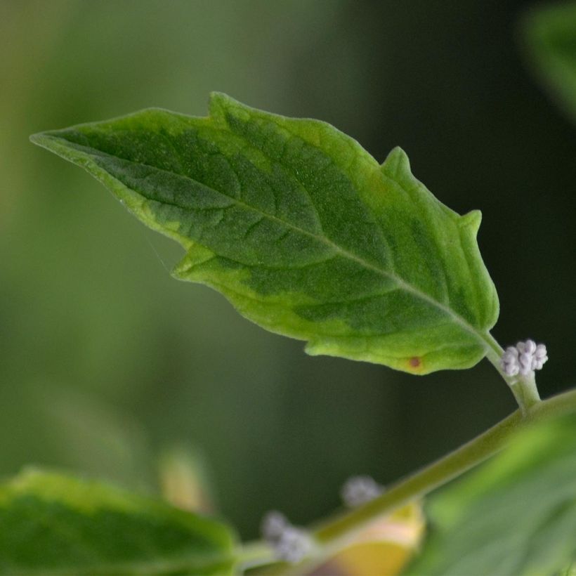 Aronia prunifolia Viking (Foliage)