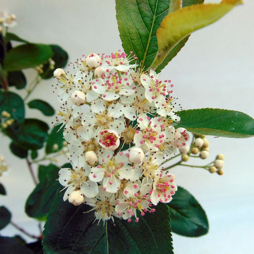 Aronia prunifolia Viking (Flowering)