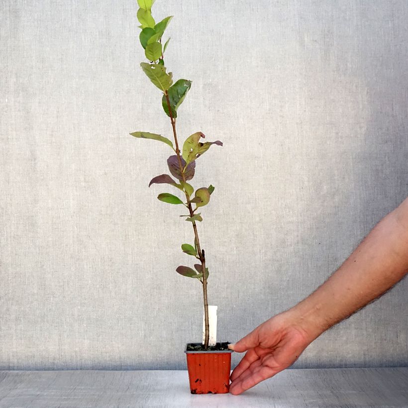Aronia prunifolia Viking 7/8 cm pot sample as delivered in summer