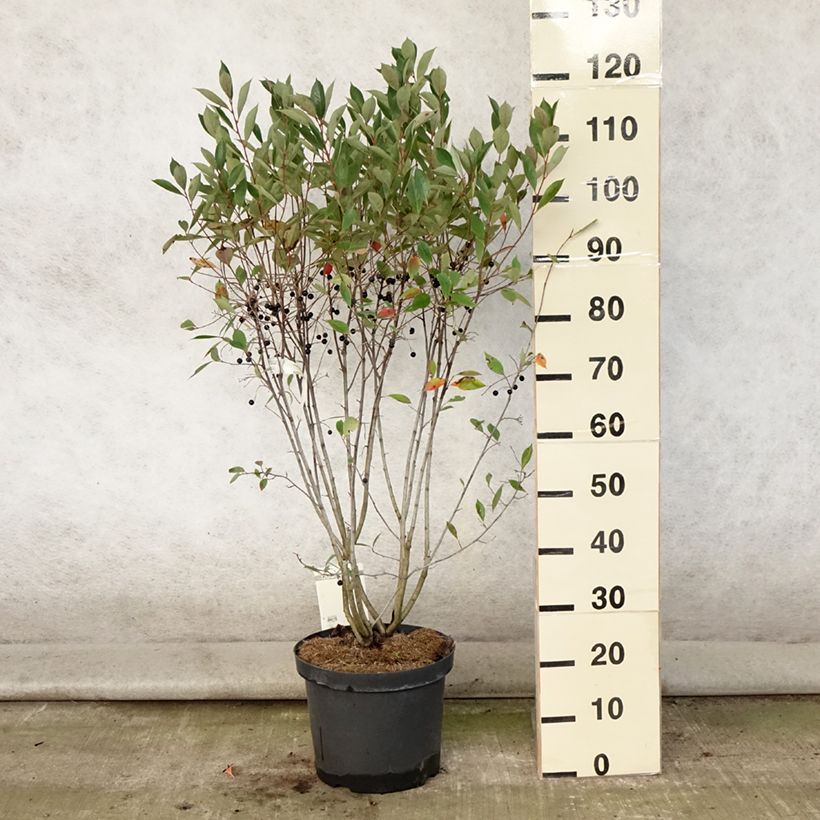 Aronia melanocarpa Hugin 7.5L/10L pot sample as delivered in summer