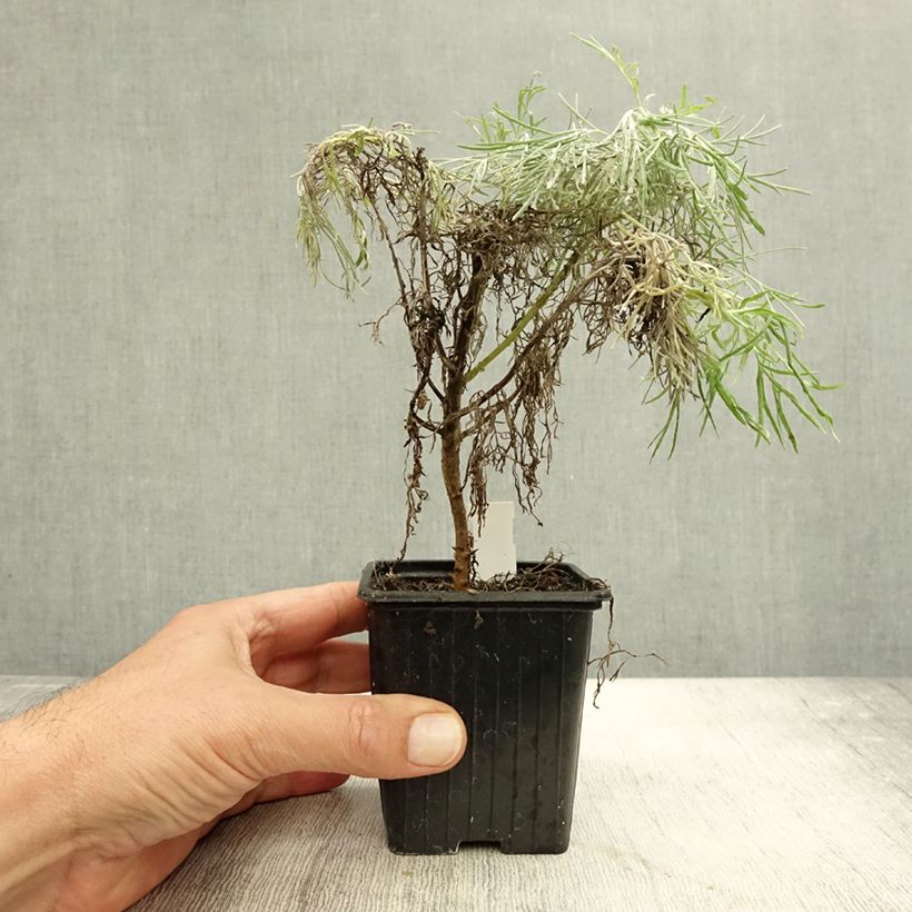 Artemisia Makana Silver 8/9 cm pot sample as delivered in autumn