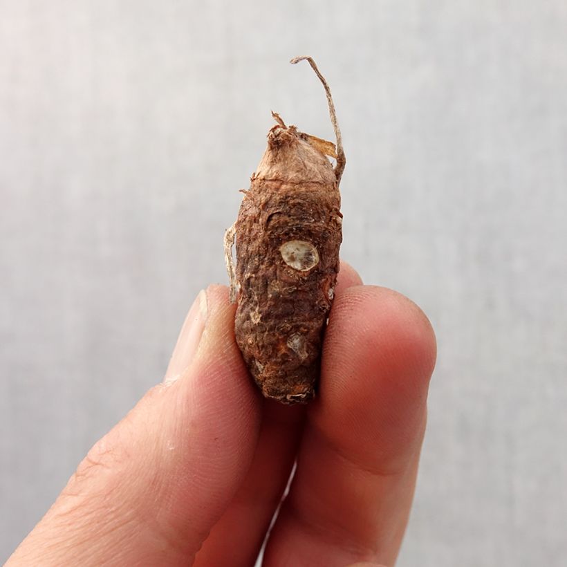 Arum italicum Marmoratum - Italian arum Bulb size 6+ sample as delivered in spring