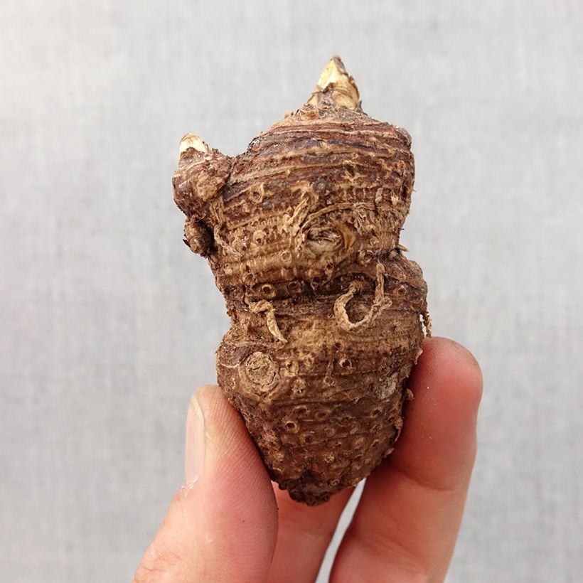 Zantedeschia aethiopica - Calla Lily  Bulb size 16+ sample as delivered in spring