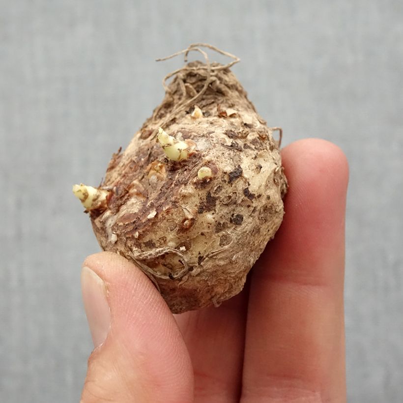 Zantedeschia elliottiana Lavender Gem - Calla Lily Bulb size 14+ sample as delivered in spring