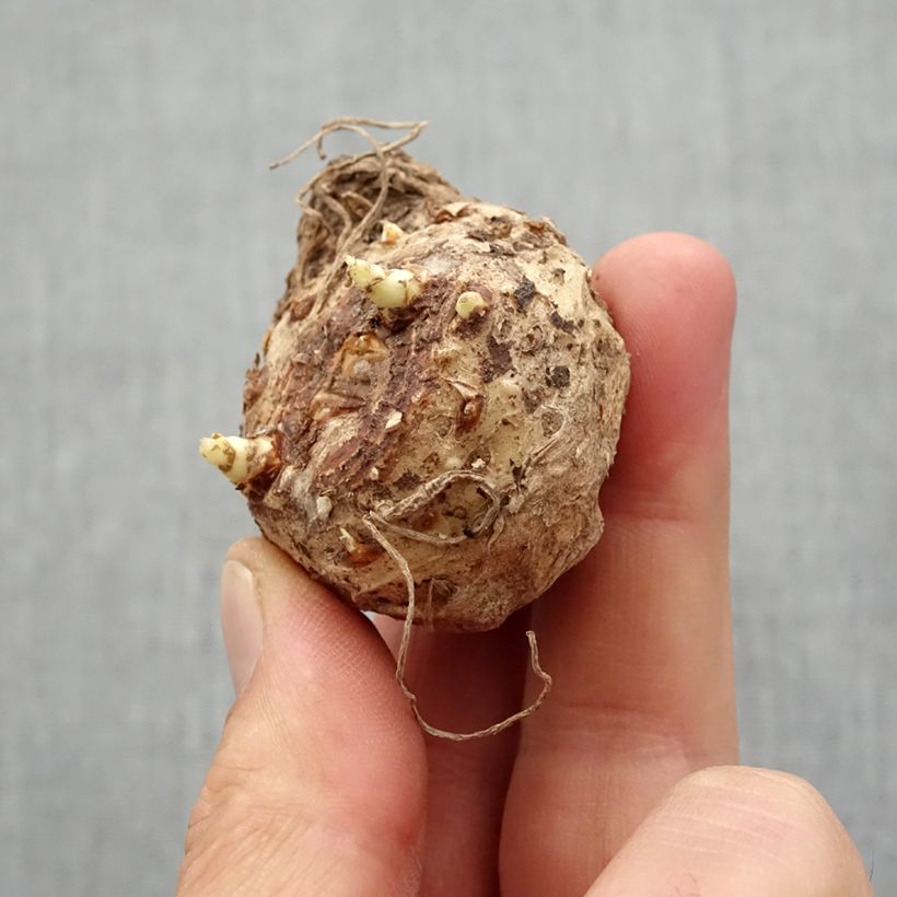 Zantedeschia elliottiana Schwartzwalder - Calla Lily Bulb size 14+ sample as delivered in spring