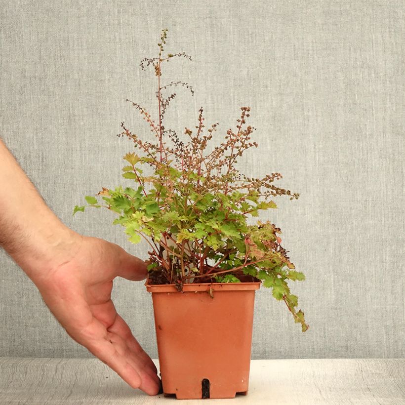 Aruncus Chantilly Lace 1L/1.5L pot sample as delivered in summer