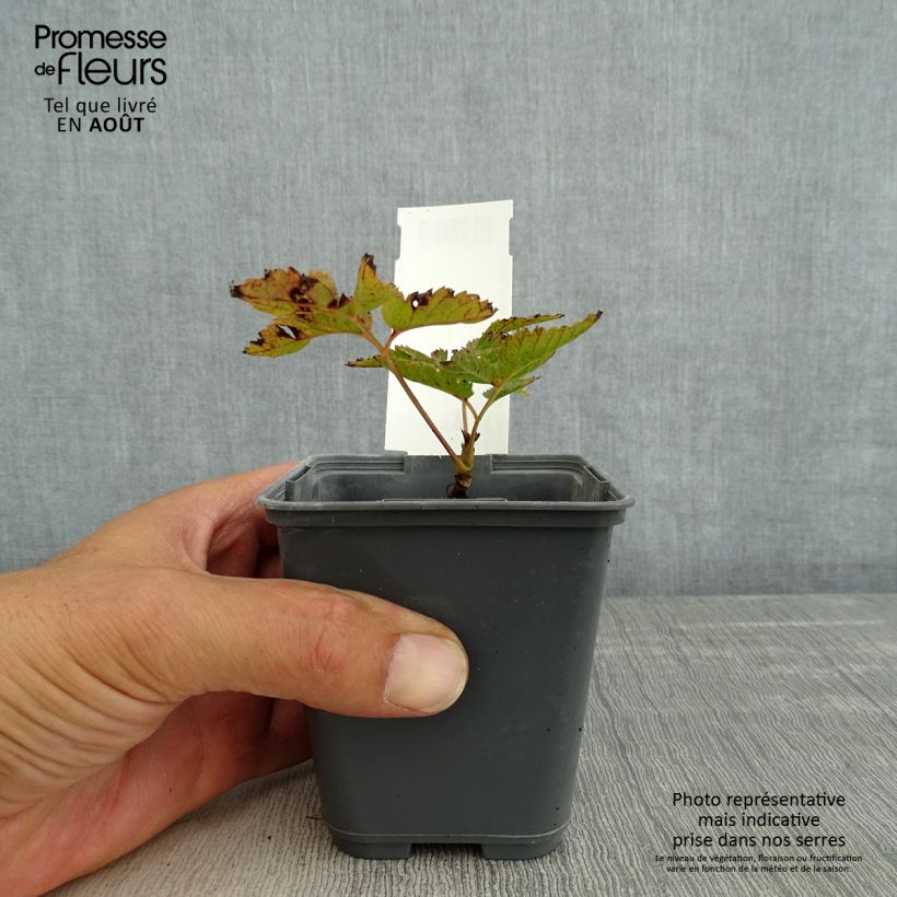 Aruncus dioïcus var. kamtschaticus - Goat's Beard 8/9 cm pot sample as delivered in summer
