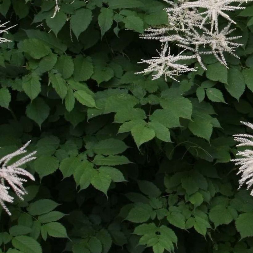 Aruncus dioïcus sylvestris - Goat's Beard (Foliage)