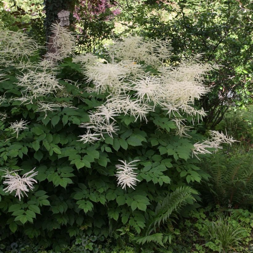 Aruncus dioïcus sylvestris - Goat's Beard (Plant habit)