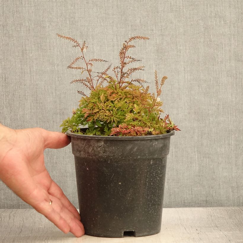 Aruncus Guinea Fowl 2L/3L pot sample as delivered in summer