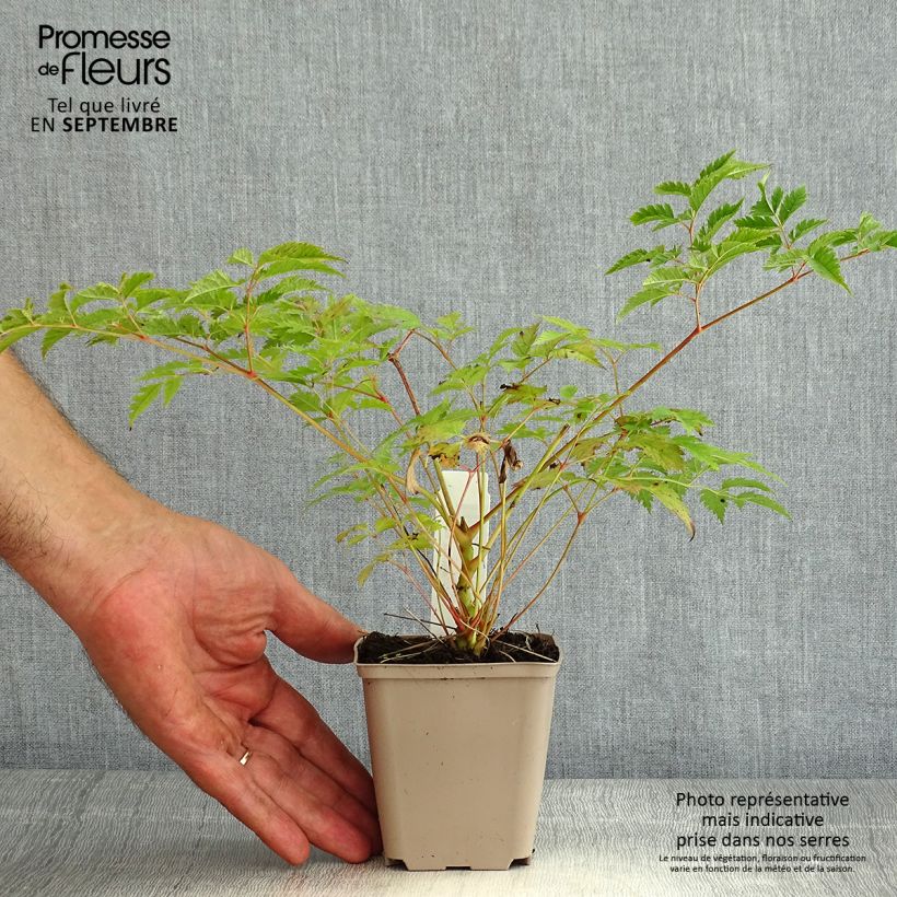 Aruncus Horatio 8/9 cm pot sample as delivered in summer