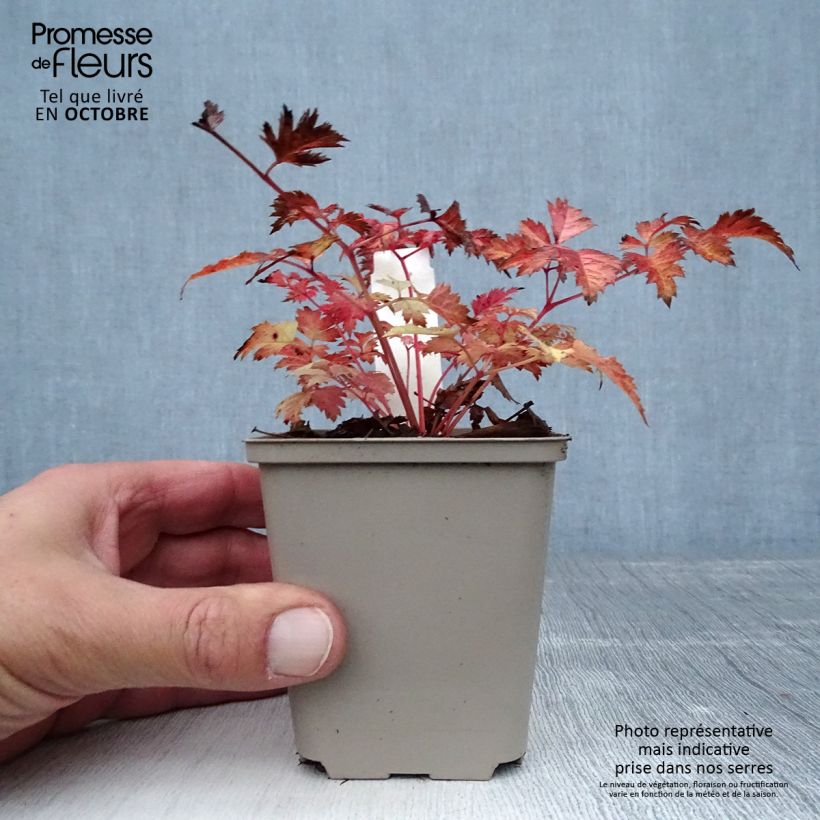 Aruncus Misty Lace 8/9 cm pot sample as delivered in autumn