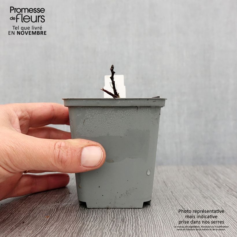 Aruncus sinensis Zweiweltenkind 8/9 cm pot sample as delivered in autumn