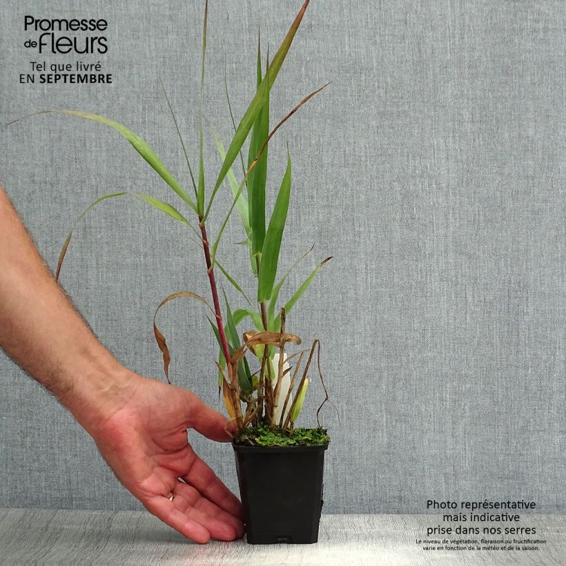 Arundo donax 8/9 cm pot sample as delivered in summer