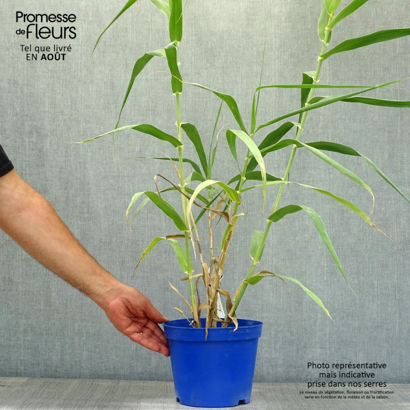 Arundo donax 3L/4L pot sample as delivered in summer