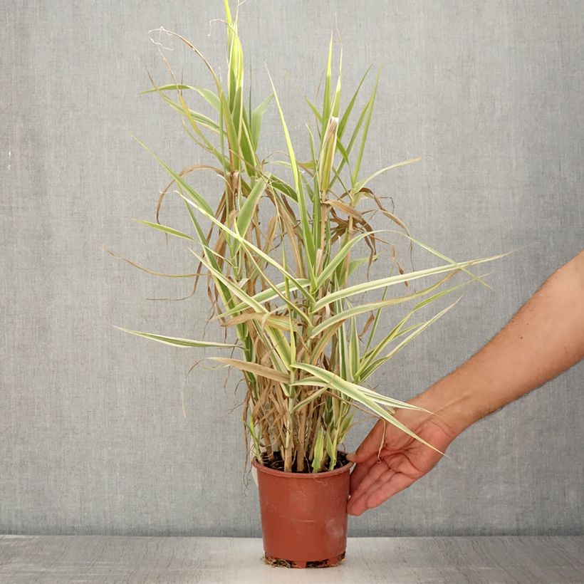 Arundo donax Ely 1L/1.5L pot sample as delivered in summer