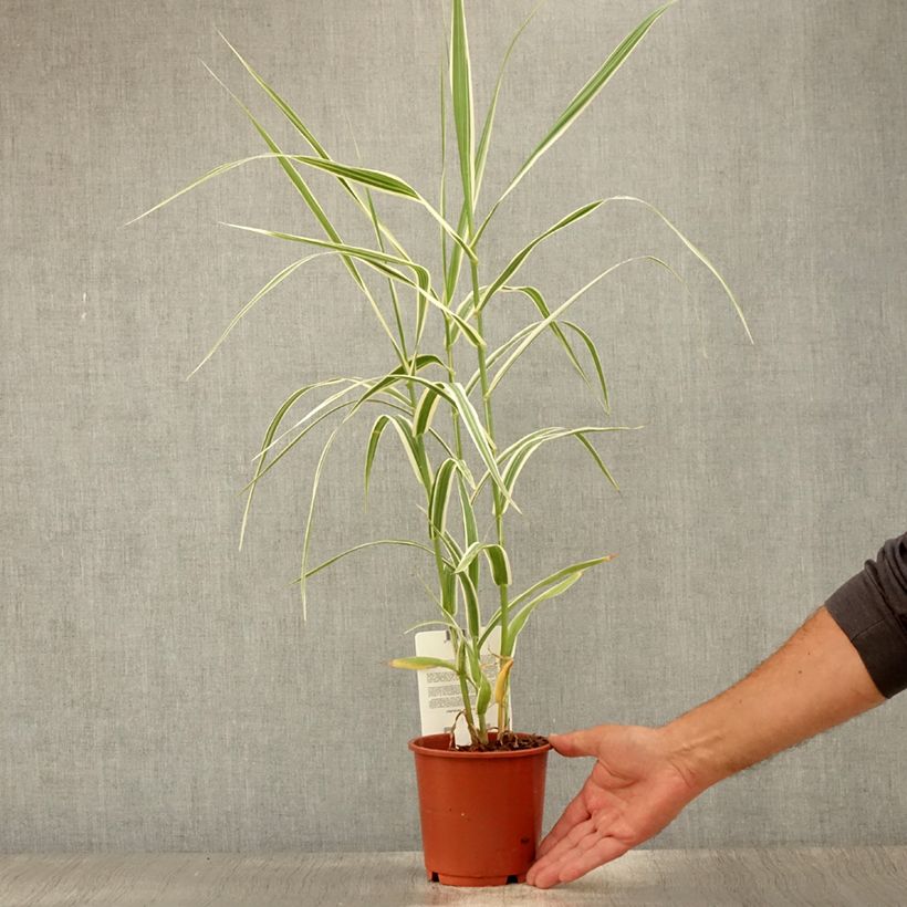 Arundo donax Versicolor 1L/1.5L pot sample as delivered in summer